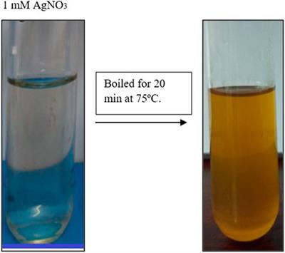 2-Dimensional in vitro culture assessment of ovarian cancer cell line using cost effective silver nanoparticles from Macrotyloma uniflorum seed extracts